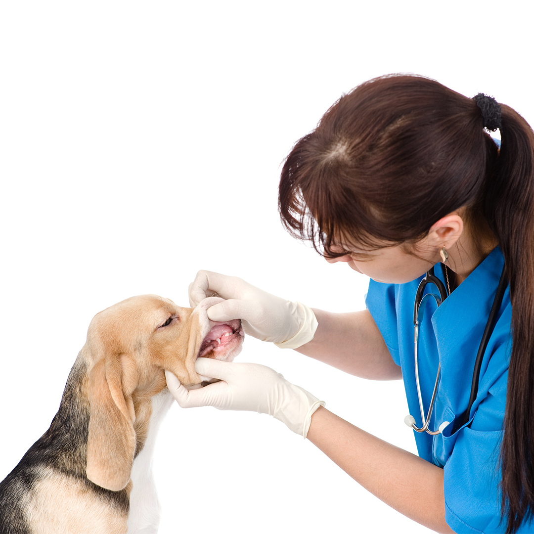 WATCH OUT FOR YOUR FINGERS: VETERINARY DENTISTS